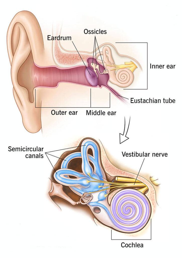 Ear Nose Throat Specialists, PC -  -  - Dr. Goldberg - Ear Hearing Tinnitus Vertigo Institute - Ear Nose Throat Specialists, PC - 