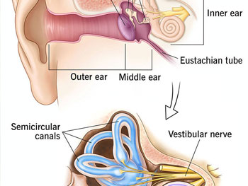 Ear Nose Throat Specialists, PC - Our outstanding Willow Grove, PA-based team of ears, nose, throat specialists work together to diagnosis and determine the most effective treatment course. -  - Dr. Goldberg - Top-Rated Ear, Nose, and Throat Specialist Near You | - Our outstanding Willow Grove, PA-based team of ears, nose, throat specialists work together to diagnosis and determine the most effective treatment course.