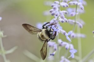 when do season allergies go away